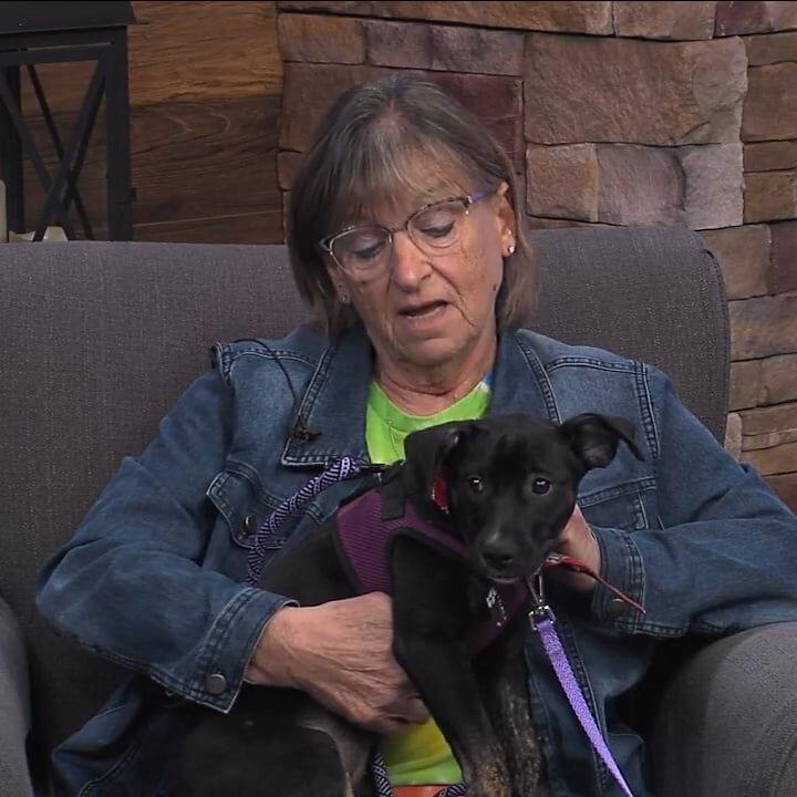 Deb's Dogs brings in another adoptable pup